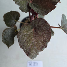 Load image into Gallery viewer, #R27 Begonia U485