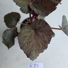 Load image into Gallery viewer, #R27 Begonia U485