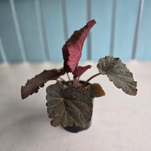 Load image into Gallery viewer, #R27 Begonia U485