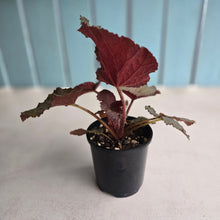 Load image into Gallery viewer, #R27 Begonia U485
