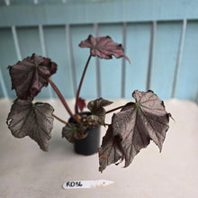Load image into Gallery viewer, #RD36 Begonia Burgundy Sunrise