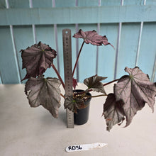 Load image into Gallery viewer, #RD36 Begonia Burgundy Sunrise