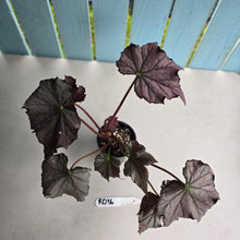 Load image into Gallery viewer, #RD36 Begonia Burgundy Sunrise