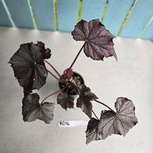 Load image into Gallery viewer, #RD36 Begonia Burgundy Sunrise