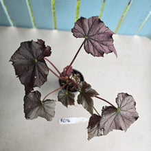 Load image into Gallery viewer, #RD36 Begonia Burgundy Sunrise