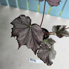 Load image into Gallery viewer, #RD36 Begonia Burgundy Sunrise