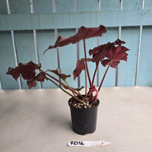 Load image into Gallery viewer, #RD36 Begonia Burgundy Sunrise