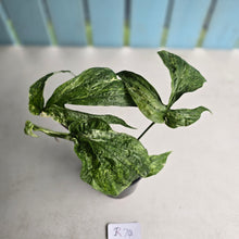 Load image into Gallery viewer, #R74 Variegated Amydrium Medium