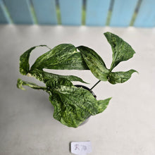 Load image into Gallery viewer, #R74 Variegated Amydrium Medium