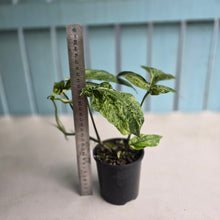 Load image into Gallery viewer, #R74 Variegated Amydrium Medium