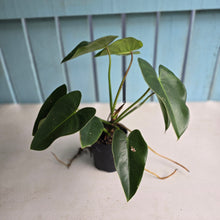 Load image into Gallery viewer, #R17 Philodendron Corcovadense