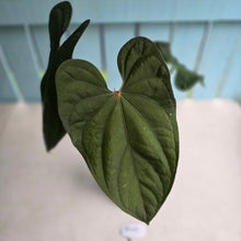 Load image into Gallery viewer, #R45 Large Anthurium Guatemalan x