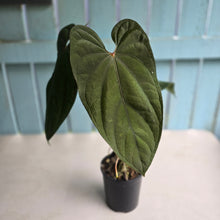 Load image into Gallery viewer, #R45 Large Anthurium Guatemalan x