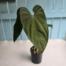 Load image into Gallery viewer, #R45 Large Anthurium Guatemalan x