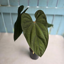 Load image into Gallery viewer, #R45 Large Anthurium Guatemalan x