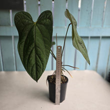 Load image into Gallery viewer, #R45 Large Anthurium Guatemalan x