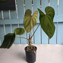 Load image into Gallery viewer, #R45 Large Anthurium Guatemalan x