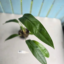 Load image into Gallery viewer, #RB3 Anthurium Pseudospectabile Pure