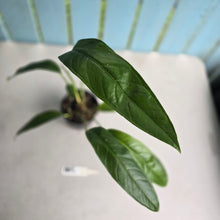 Load image into Gallery viewer, #RB3 Anthurium Pseudospectabile Pure