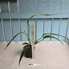 Load image into Gallery viewer, #RB3 Anthurium Pseudospectabile Pure