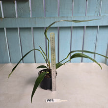 Load image into Gallery viewer, #RB3 Anthurium Pseudospectabile Pure