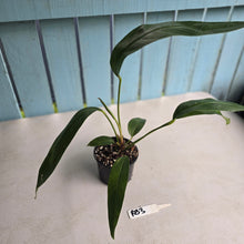 Load image into Gallery viewer, #RB3 Anthurium Pseudospectabile Pure