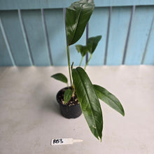 Load image into Gallery viewer, #RB3 Anthurium Pseudospectabile Pure