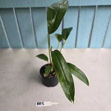 Load image into Gallery viewer, #RB3 Anthurium Pseudospectabile Pure