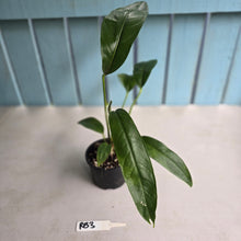 Load image into Gallery viewer, #RB3 Anthurium Pseudospectabile Pure