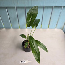 Load image into Gallery viewer, #RB3 Anthurium Pseudospectabile Pure