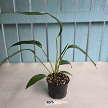 Load image into Gallery viewer, #RB3 Anthurium Pseudospectabile Pure