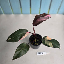 Load image into Gallery viewer, #RB23 Philodendron Pink Princess