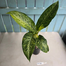 Load image into Gallery viewer, #RD30 Large Variegated Dieffenbachia Memoria Corsii