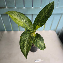 Load image into Gallery viewer, #RD30 Large Variegated Dieffenbachia Memoria Corsii