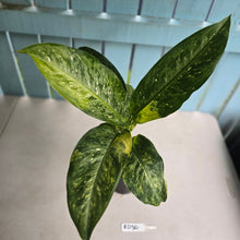 Load image into Gallery viewer, #RD30 Large Variegated Dieffenbachia Memoria Corsii