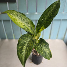 Load image into Gallery viewer, #RD30 Large Variegated Dieffenbachia Memoria Corsii