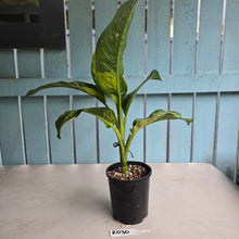 Load image into Gallery viewer, #RD30 Large Variegated Dieffenbachia Memoria Corsii