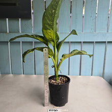 Load image into Gallery viewer, #RD30 Large Variegated Dieffenbachia Memoria Corsii