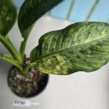 Load image into Gallery viewer, #RD30 Large Variegated Dieffenbachia Memoria Corsii