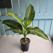 Load image into Gallery viewer, #RD30 Large Variegated Dieffenbachia Memoria Corsii