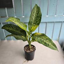 Load image into Gallery viewer, #RD30 Large Variegated Dieffenbachia Memoria Corsii