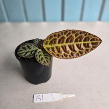 Load image into Gallery viewer, #R1 Labisia Turtle Back