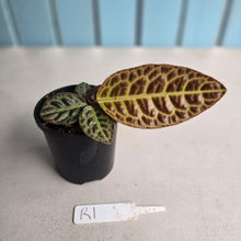 Load image into Gallery viewer, #R1 Labisia Turtle Back