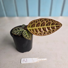 Load image into Gallery viewer, #R1 Labisia Turtle Back