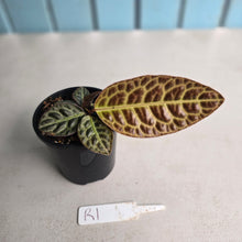 Load image into Gallery viewer, #R1 Labisia Turtle Back