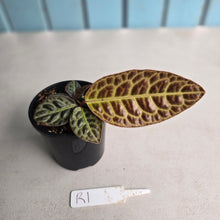 Load image into Gallery viewer, #R1 Labisia Turtle Back