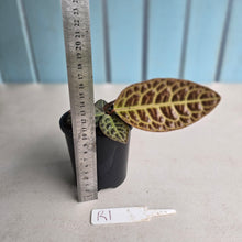 Load image into Gallery viewer, #R1 Labisia Turtle Back