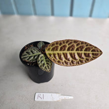 Load image into Gallery viewer, #R1 Labisia Turtle Back