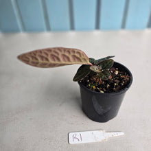 Load image into Gallery viewer, #R1 Labisia Turtle Back