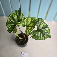 Load image into Gallery viewer, #R12 Cercestis Mirabilis